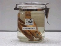 藏品(大鱗鮻)的圖片